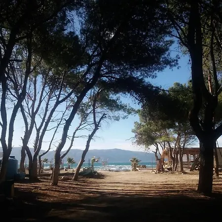 Pinegroove